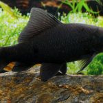 BLACK SHARK