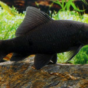 BLACK SHARK