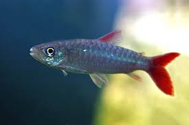 PINKTAIL SHARK