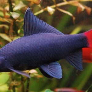 REDTAIL SHARK