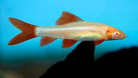ALBINO REDFIN SHARK