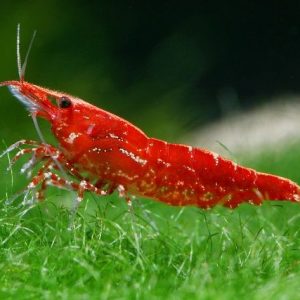 RED CHERRY SHRIMP