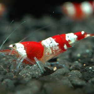 RED CRYSTAL SHRIMP