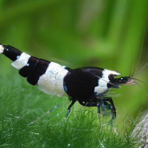 BLACK CRYSTAL SHRIMP