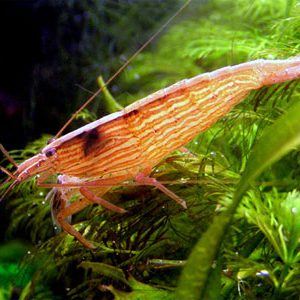 FAN SHRIMP