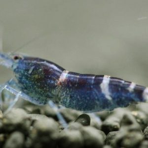 BLUE BEE