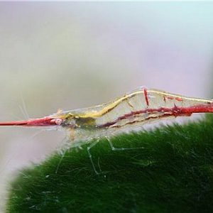 PINNOCCHIO SHRIMP