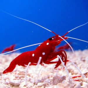 RED FIRE SHRIMP