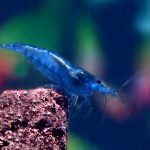 BLUE CHERRY SHRIMP