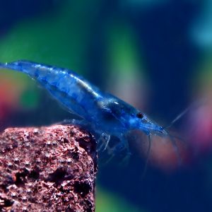 BLUE CHERRY SHRIMP