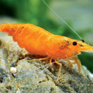 ORANGE SUNKIST SHRIM