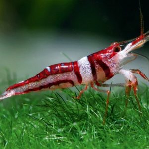 CELEBES BEAUTY SHRIMP