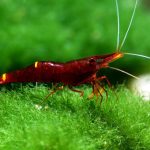YELLOW CHEEK SHRIMP