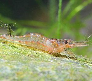 LANCELATA
