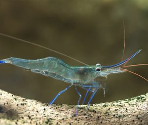 BLUE LEG POSO