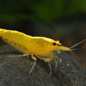 YELLOW FIRE SHRIMP