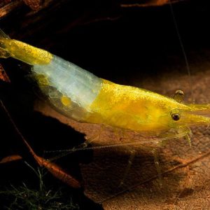 YELLOW RILLI SHRIMP
