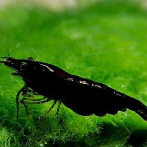 BLACK COCO SHRIMP