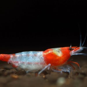 RILI SHRIMP