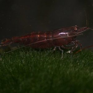 CHOCHOLATE SHRIMP
