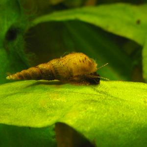 SPIRAL SNAIL