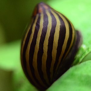 ZEBRA SNAIL