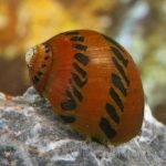 TIGER SNAIL