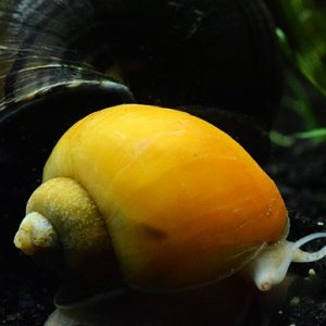 GOLD SNAIL