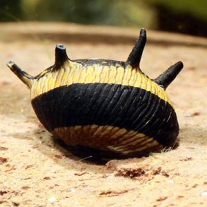 SUN SNAIL