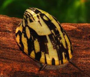 ABALONE SNAIL