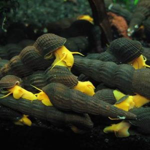 YELLOW POSO RABBIT SNAIL