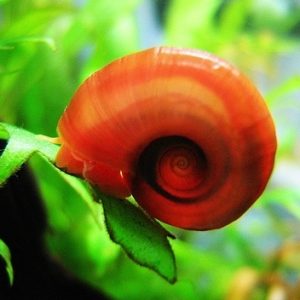 RED RAMSON