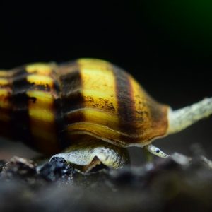 ASSIAN SNAIL