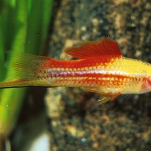 PINEAPPLE SWORDTAIL
