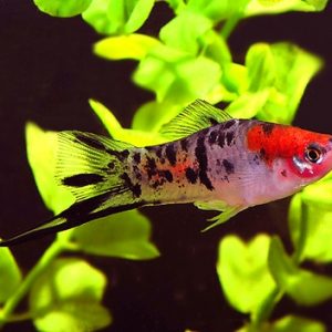 SPOTTED KOI SWORD