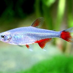 ARGENTINE BLOOD'FIN