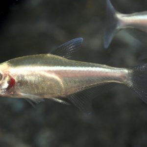 ALBINO BLACK NEON