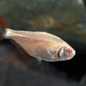 ALBINO BUENOS AIRES