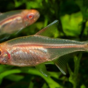 ALBINO GLOWLIGHT
