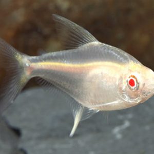 ALBINO LEMON TETRA