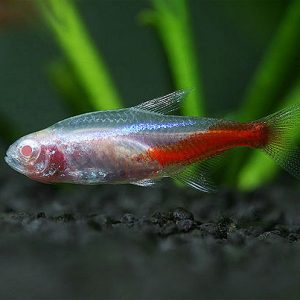 ALBINO NEON TETRA