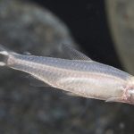ALBINO RUMMY NOSE