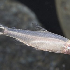 ALBINO RUMMY NOSE