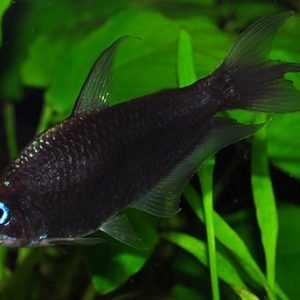 BLACK PALMERI