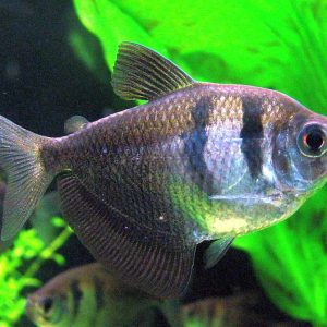 BLACK TETRA