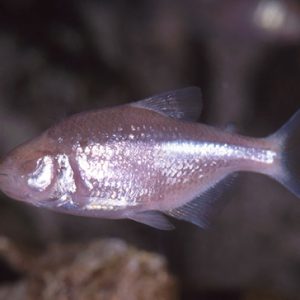BLIND CAVE TETRA