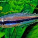 BLUE CROAKING TETRA