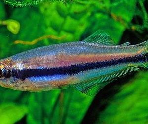 BLUE CROAKING TETRA