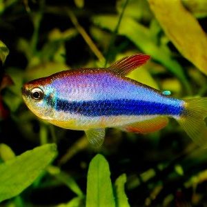 BLUE EMPEROR