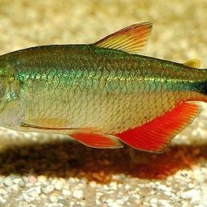 BUENOS AIRES TETRA